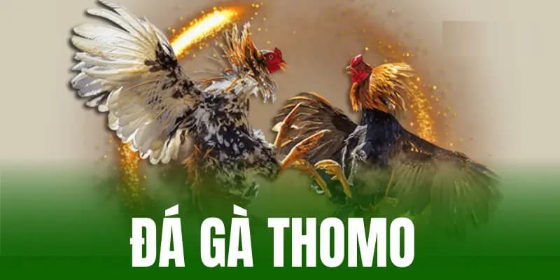 đá gà thomo