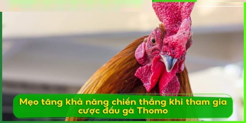 Những kinh nghiệm tham gia đặt cược các trận đấu thomo dễ thắng mà bạn cần biết