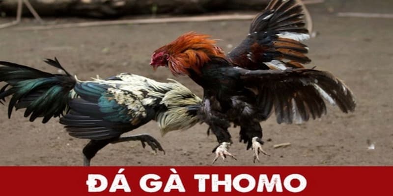 Đá gà thomo một hình thức chọi kê vô cùng kịch tính mà bạn không nên bỏ lỡ