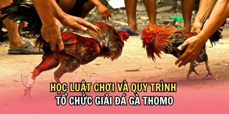 Những quy định trong chọi gà thomo cơ bản mà người chơi cần nắm rõ