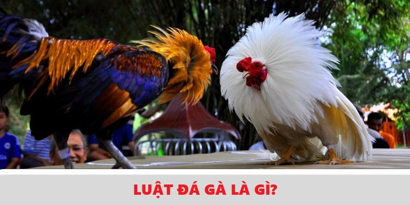 Đôi nét sơ lược về luật đá gà