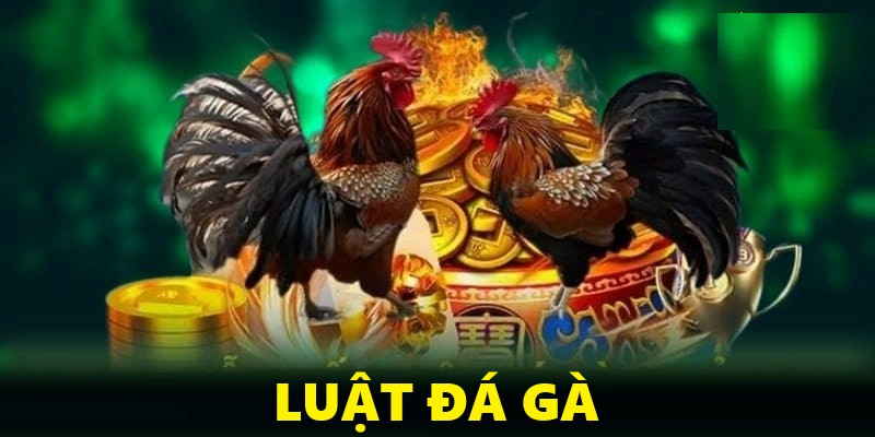 luật đá gà