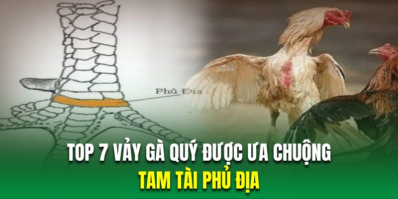 Chiến kê mang vảy gà chọi tam tài sở hữu đòn đấm mạnh mẽ